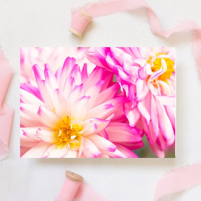 Two White And Pink Dahlia Blank Note (This delicate white and pink Dahlia blooms. Inside, write heartfelt messages for any occa)