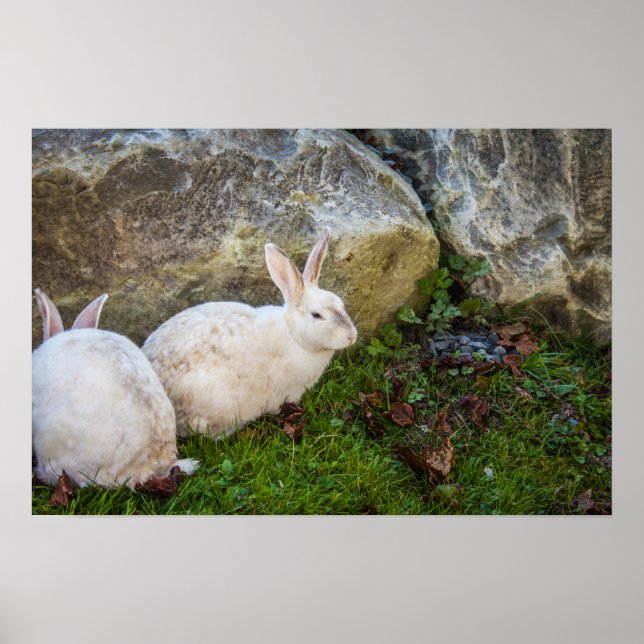 Two White Bunnies Poster (Front)