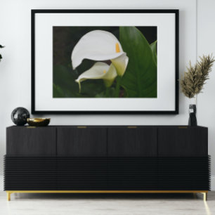 Two White Calla Lilies Floral Glossy Poster