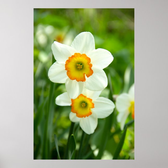 Two white daffodils photo poster (Front)