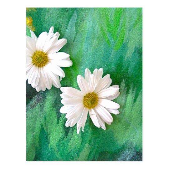 Two White Daisies Postcard