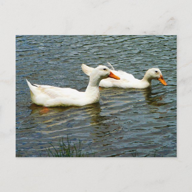 Two White Ducks Postcard (Front)