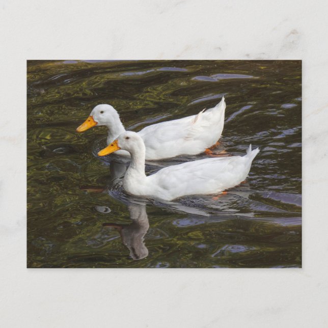 Two White Ducks. Roath Park Lake, Cardiff, Wales P Postcard (Front)