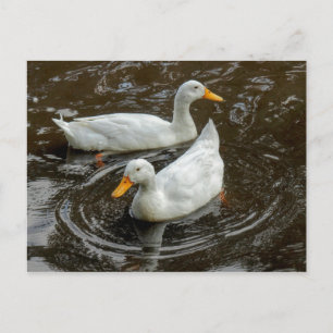 Two White Ducks. Roath Park Lake, Cardiff, Wales Postcard