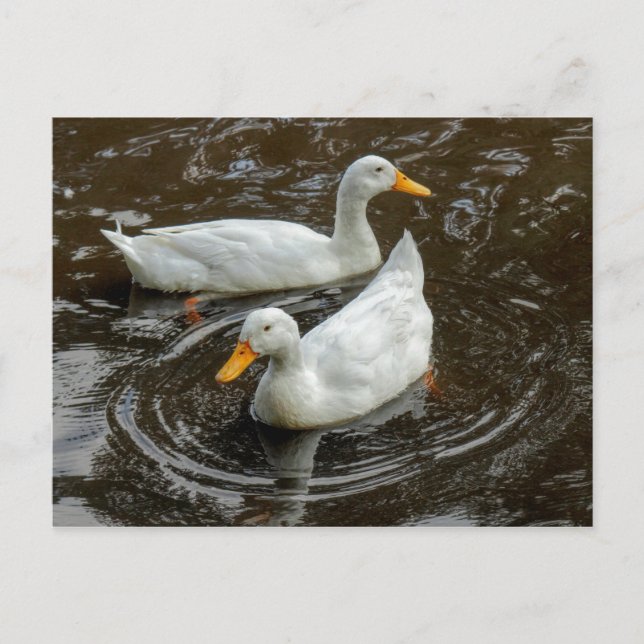 Two White Ducks. Roath Park Lake, Cardiff, Wales Postcard (Front)