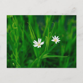two white flowers on a green meadow postcard