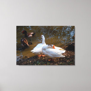 two white geese and two mandarin ducks canvas print