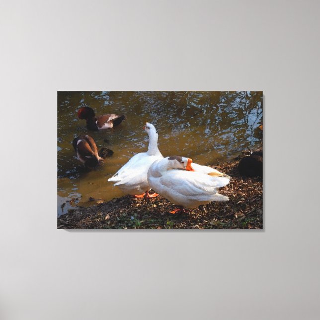 two white geese and two mandarin ducks canvas print (Front)