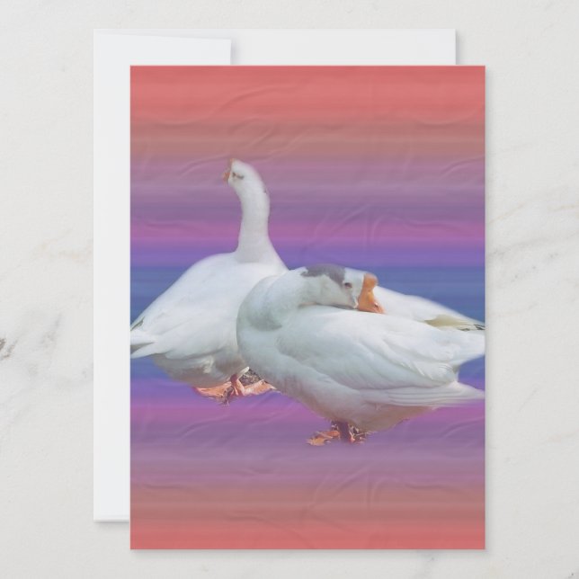 two white geese in fancy  background (Front)