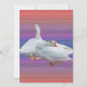 two white geese in fancy  background