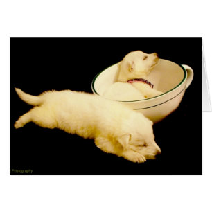 Two White German Shepherd Puppies