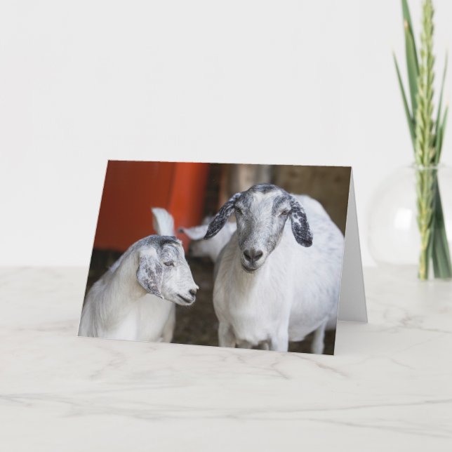 Two White Goats Card (Front)