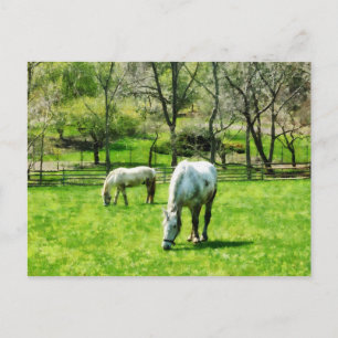 Two White Horses Grazing Postcard
