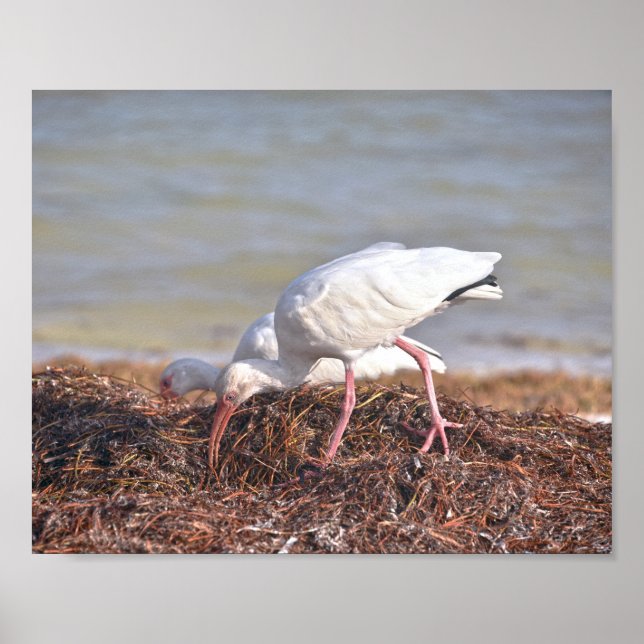 Two White Ibis, Florida Poster (Front)