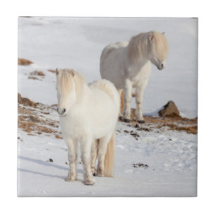 Two White Icelandic Horses Tile