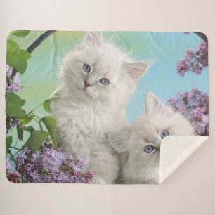 TWO WHITE KITTENS SHERPA BLANKET