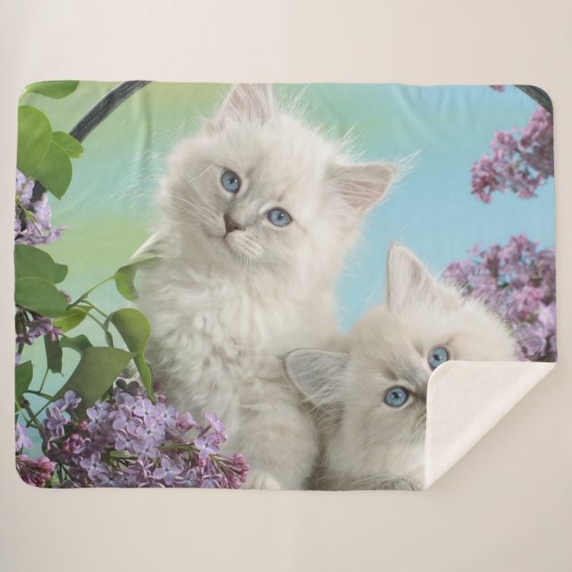 TWO WHITE KITTENS SHERPA BLANKET (Front (Horizontal))