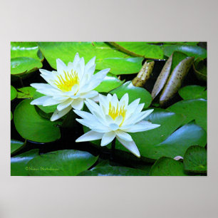 TWO WHITE LOTUS BLOSSOMS ON GREEN LILY PADS/ PHOTO POSTER