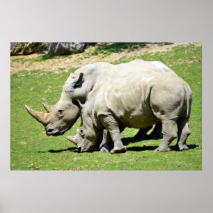 Two white rhinoceros in grass poster