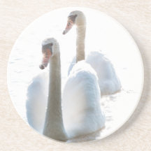 Two White Swans Nature Photography