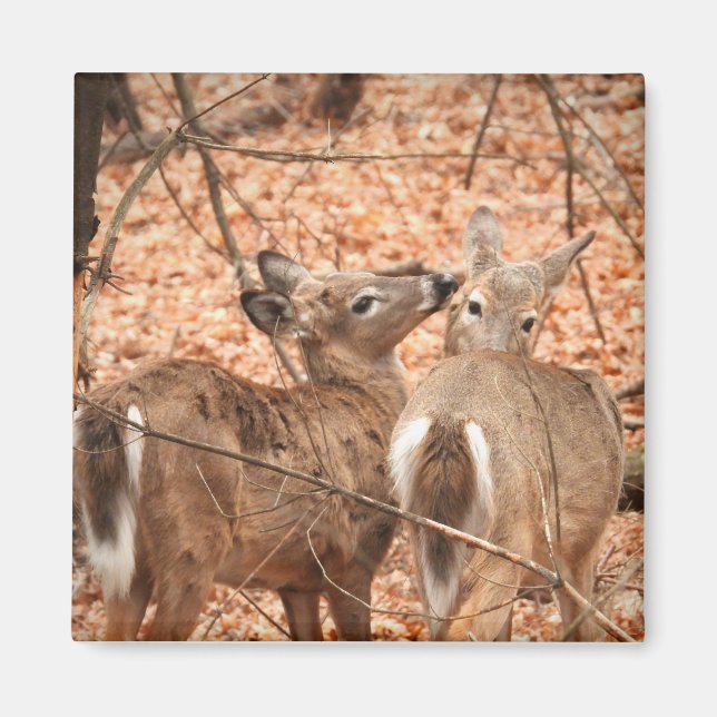 Two White tailed Deer in the woods Magnet (Front)