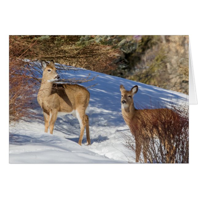 Two White-tailed Deer in Winter (Front Horizontal)