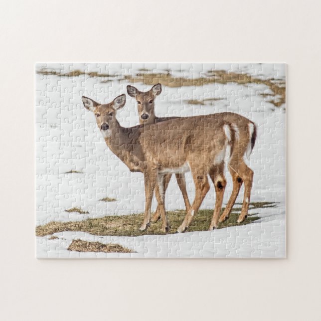 Two White-tailed Deer On Alert Jigsaw Puzzle (Horizontal)