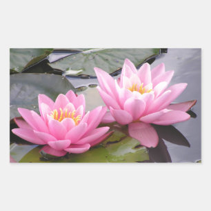 Two wild pink waterlilies in a pond rectangular sticker