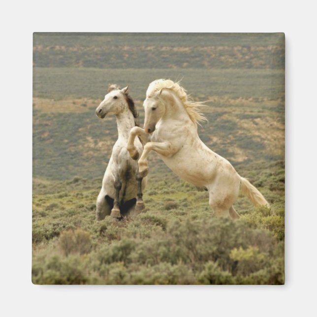 Two Wild Stallions Fight Magnet (Front)