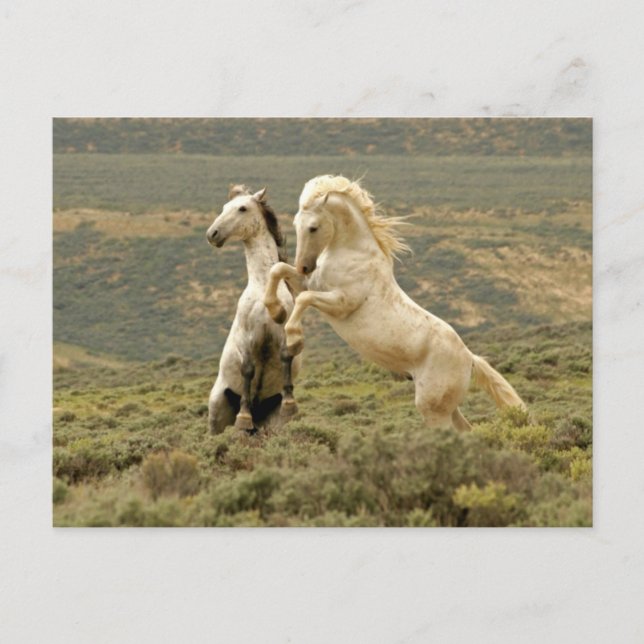 Two Wild Stallions Fight Postcard (Front)