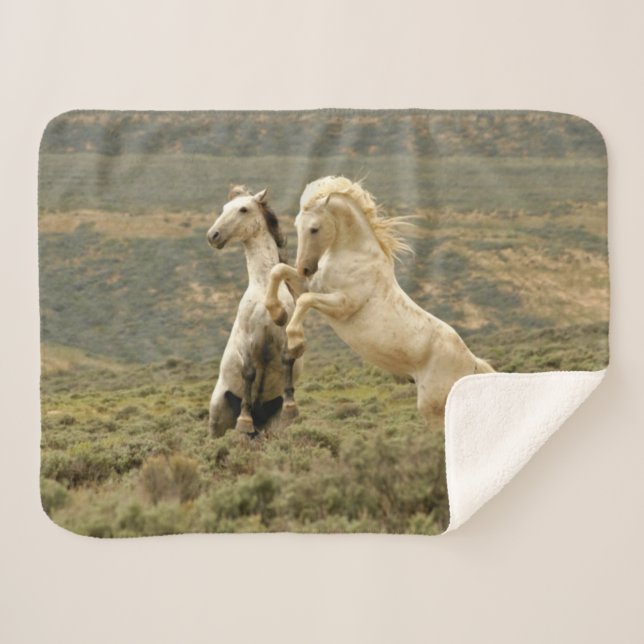 Two Wild Stallions Fight Sherpa Blanket (Front (Horizontal))