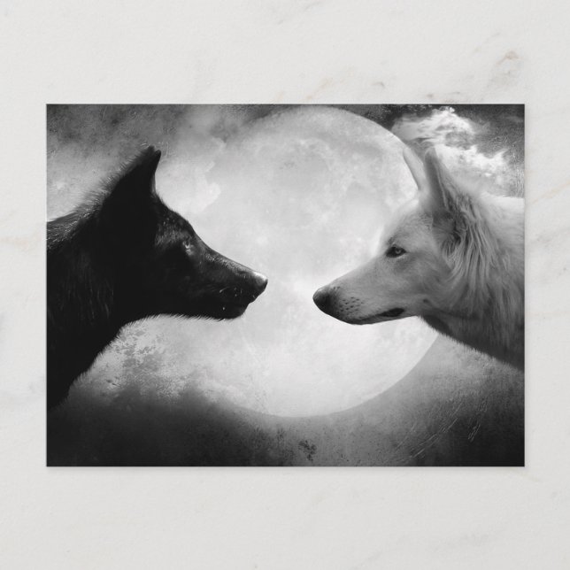 Two wolves facing each other postcard (Front)