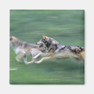 Two wolves in mountain meadow magnet