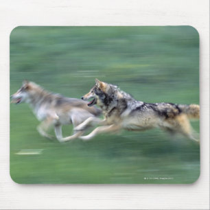 Two wolves in mountain meadow mouse mat