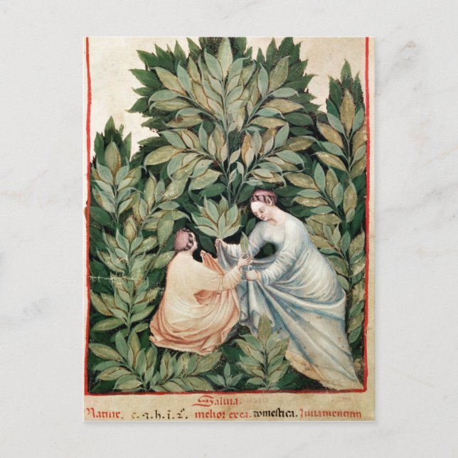 Two women picking sage, from 'Tacuinum Postcard (Front)