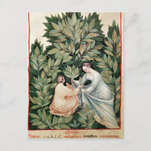 Two women picking sage, from 'Tacuinum Postcard