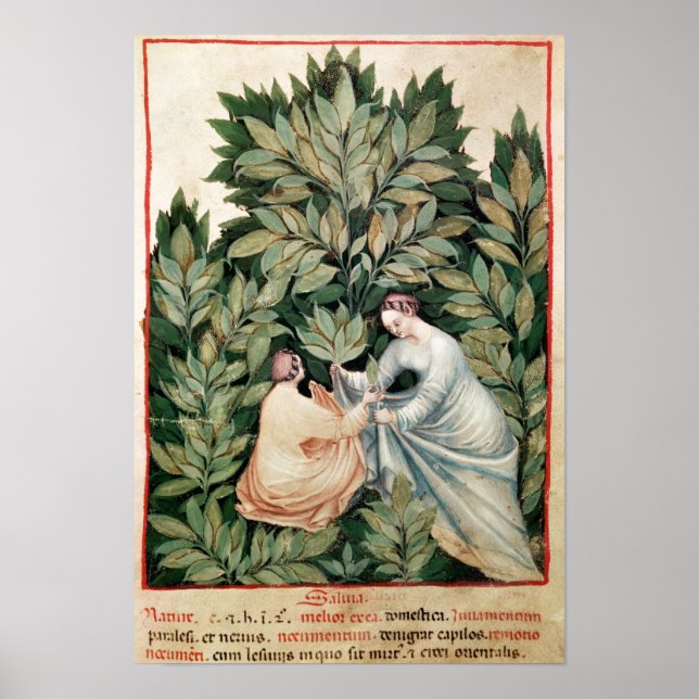 Two women picking sage, from 'Tacuinum Poster (Front)