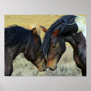 Two Wyoming Wild Horses Nuzzling Noses Poster
