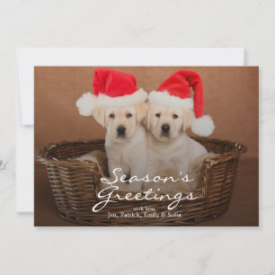 Two Yellow Lab Christmas Puppies Holiday Card