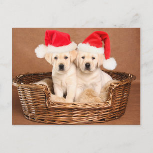 Two Yellow Lab Christmas Puppies Holiday Postcard