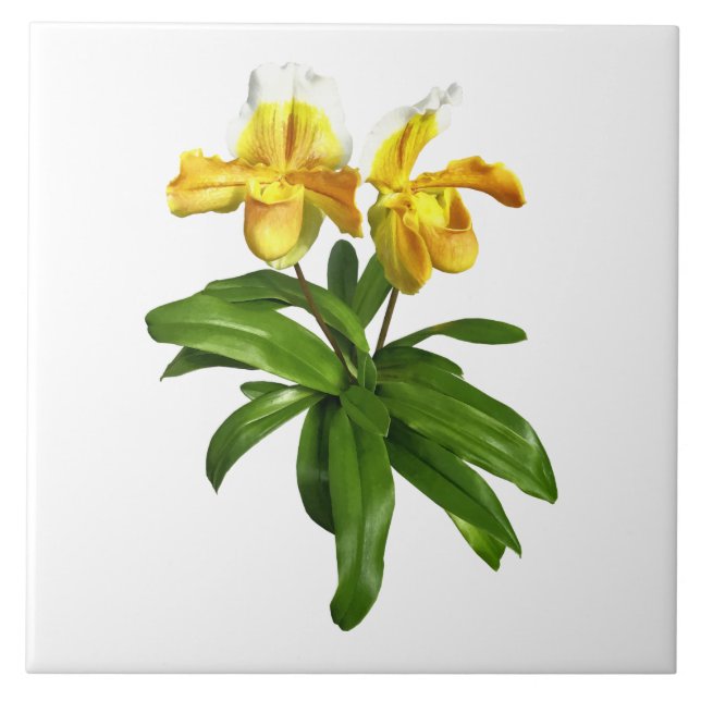 Two Yellow Lady Slipper Orchids Tile (Front)