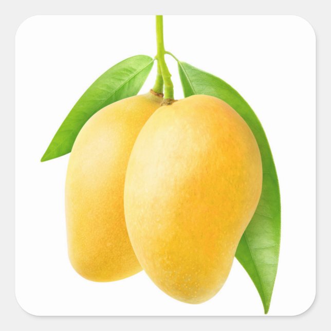 Two yellow mango fruits square sticker (Front)
