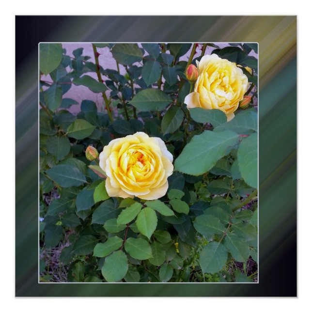 two yellow roses poster (Front)