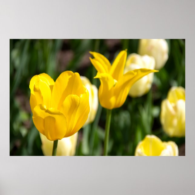 Two yellow tulips in the field pfoto poster (Front)