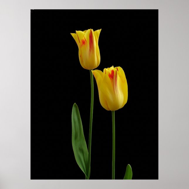 Two yellow tulips poster (Front)