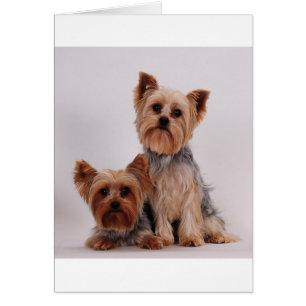 Two Yorkies