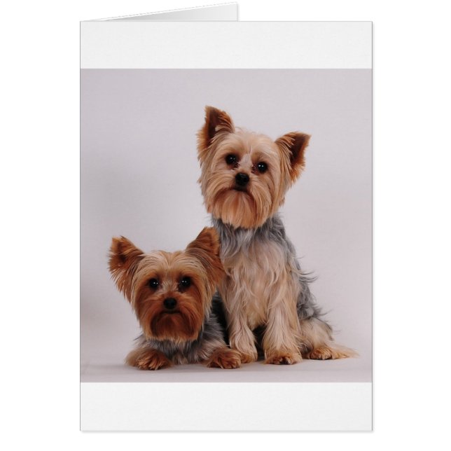 Two Yorkies (Front)