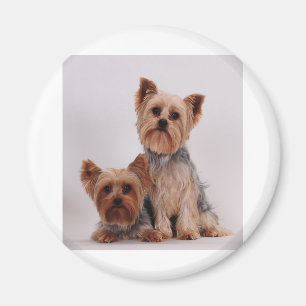 Two Yorkies Magnet