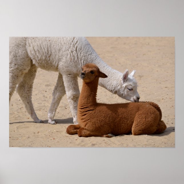 Two young alpacas poster (Front)