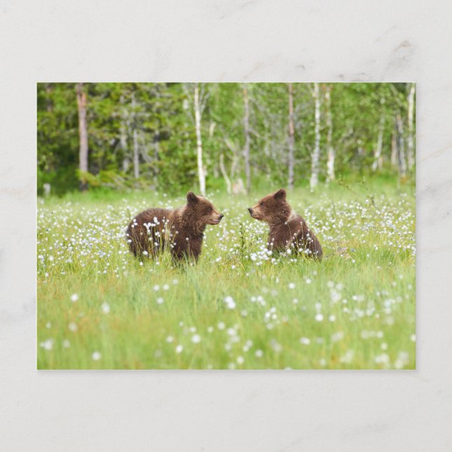 Two young brown bears in Finland postcard (Front)